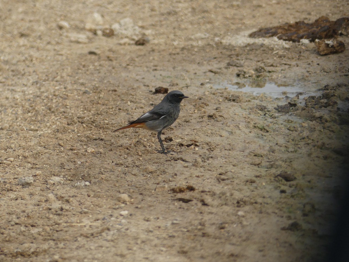 Горихвістка чорна - ML644326638