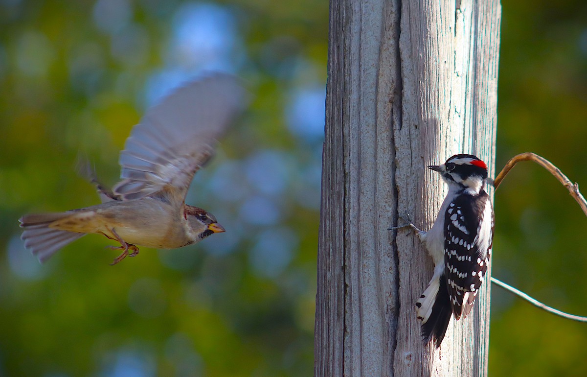 Дятел пухнастий - ML644326640