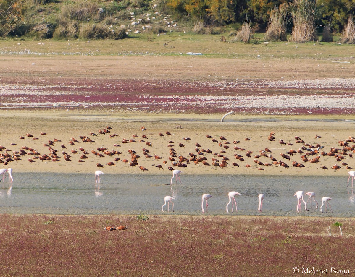 Tadorne casarca - ML644326641