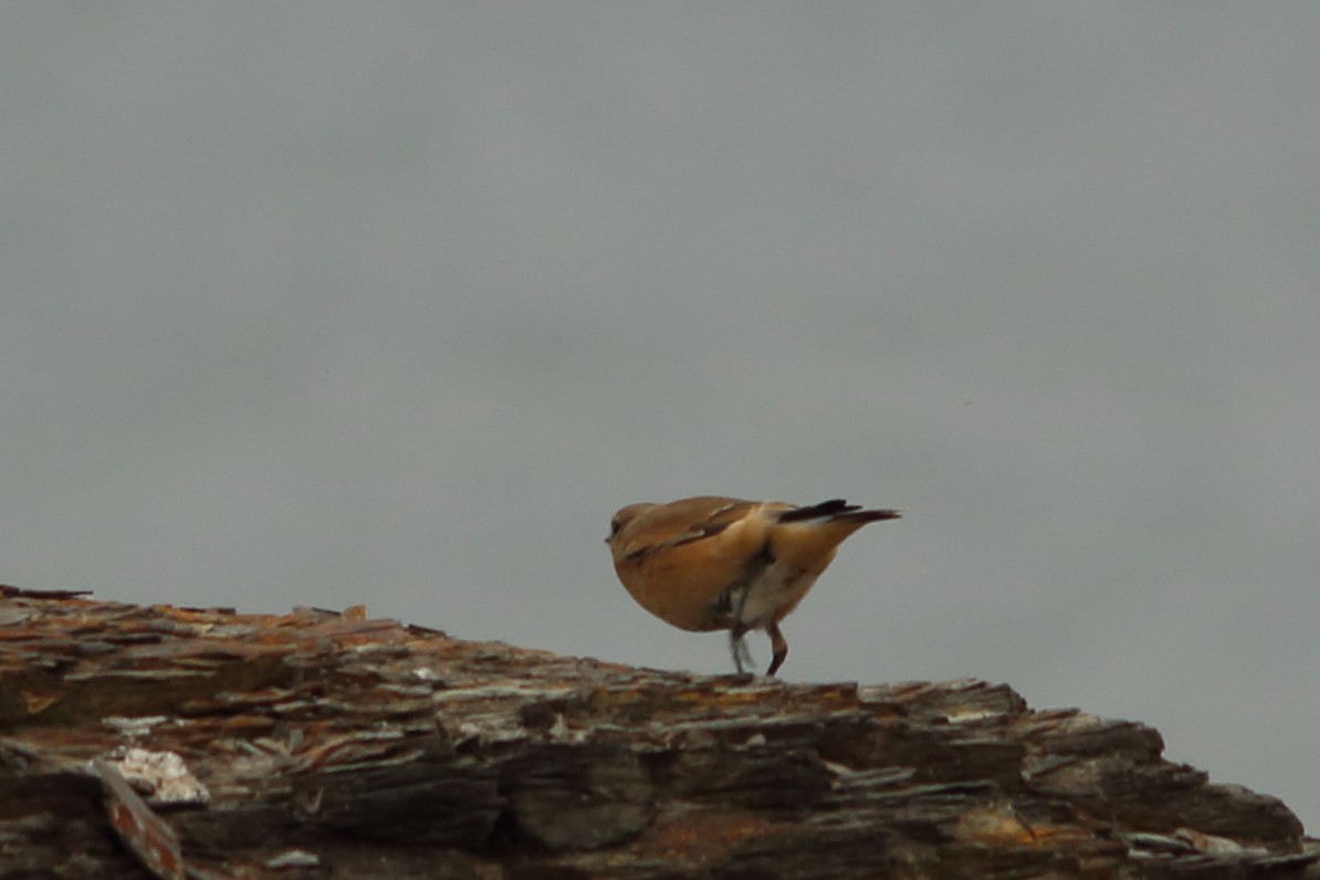 Кам'янка звичайна - ML644326642