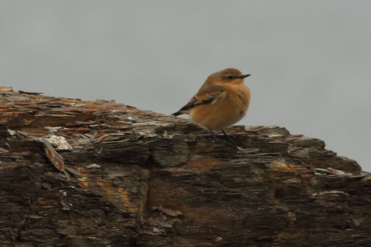 Кам'янка звичайна - ML644326643