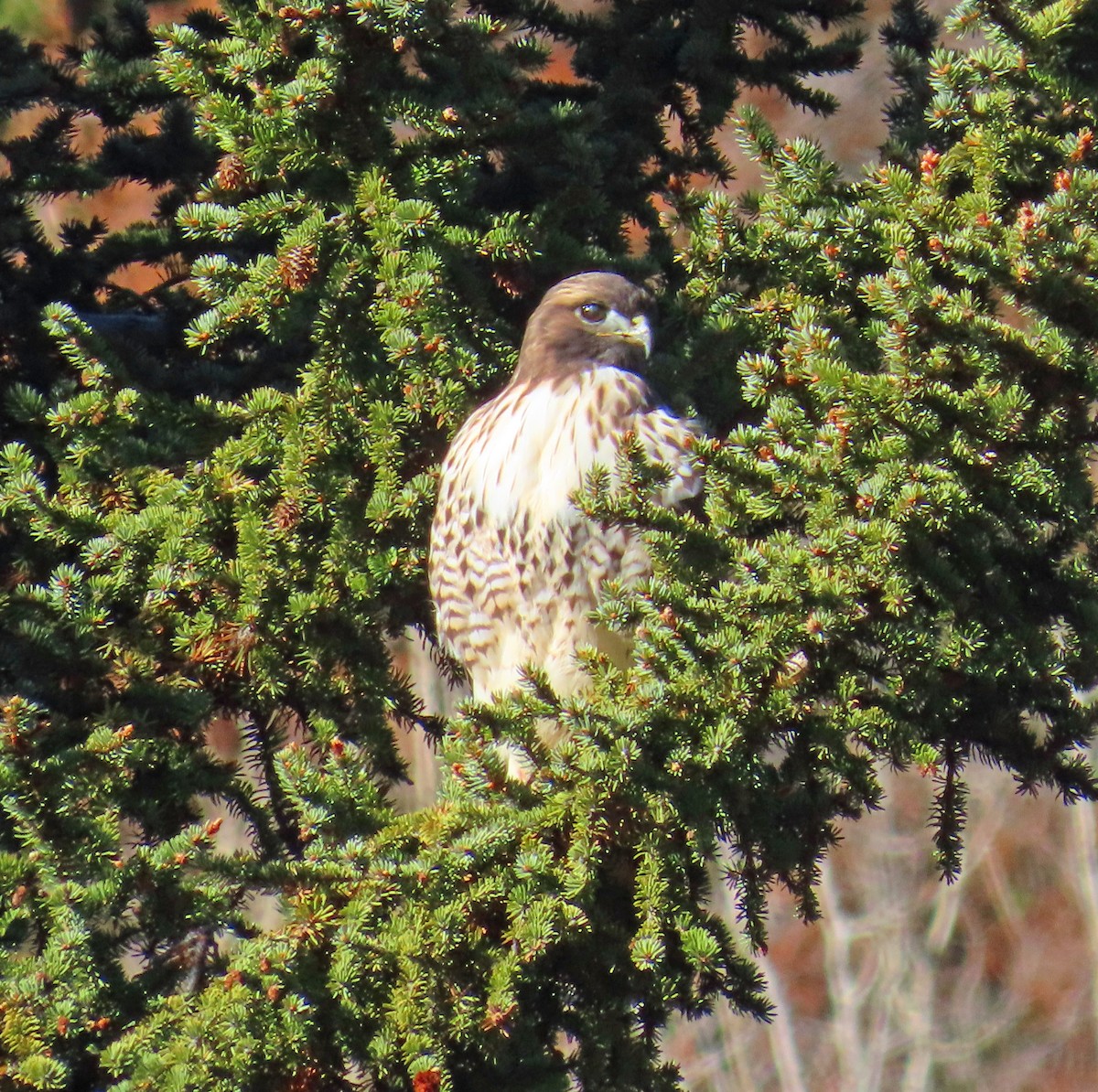 Канюк неоарктичний - ML644326644