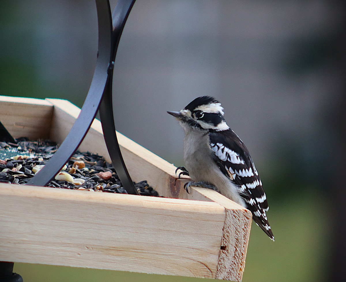 Дятел пухнастий - ML644326645