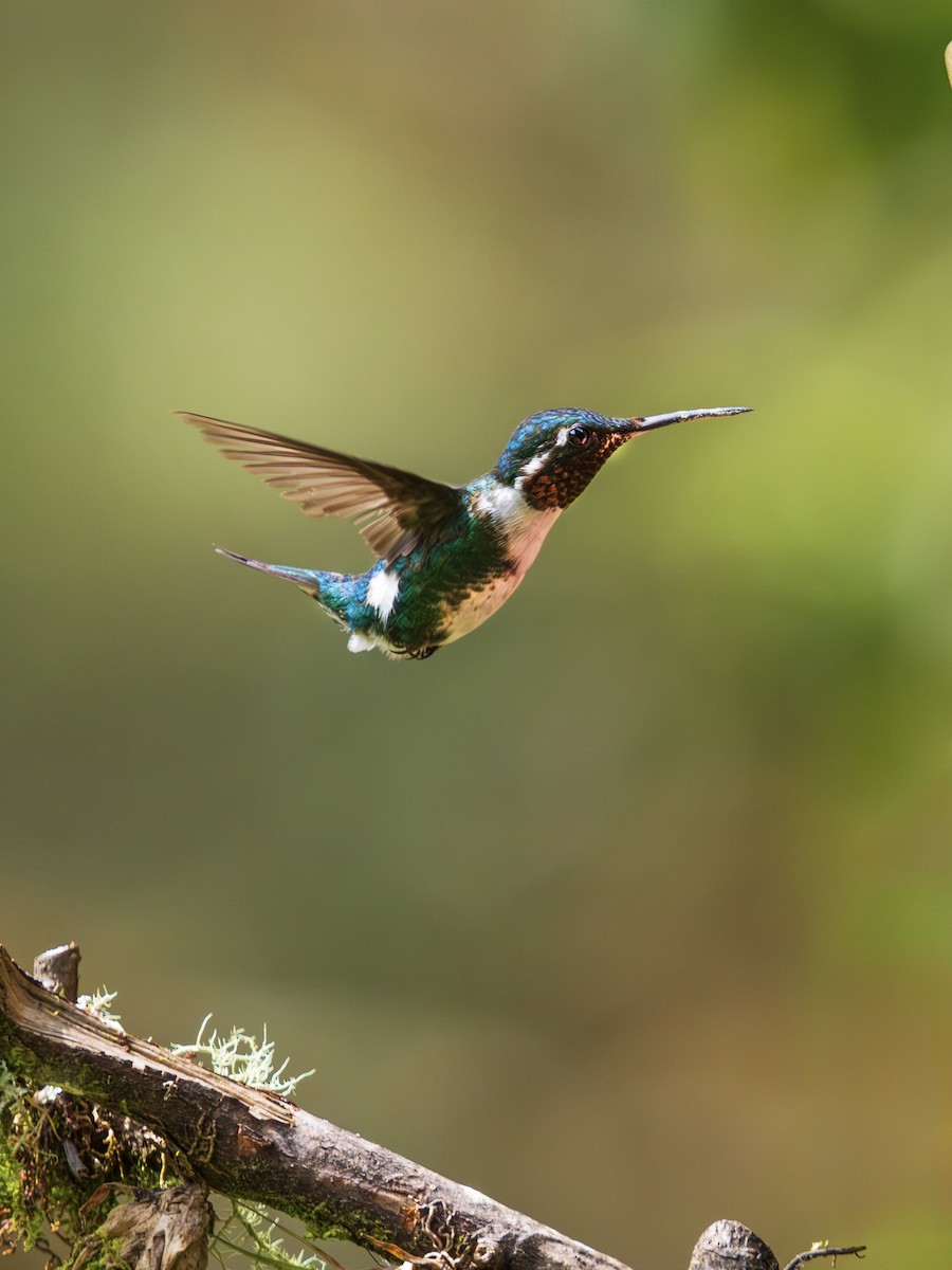 Колібрі-іскринка білочеревий - ML644326646