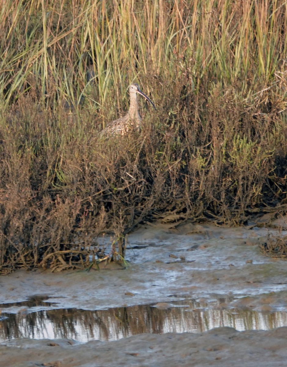 Кульон американський - ML644326648