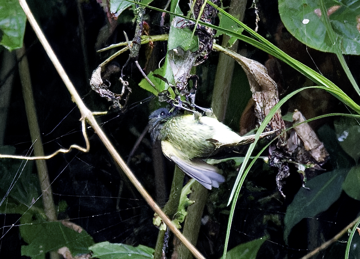 Тиранчик-мухолюб гострокрилий - ML644326650