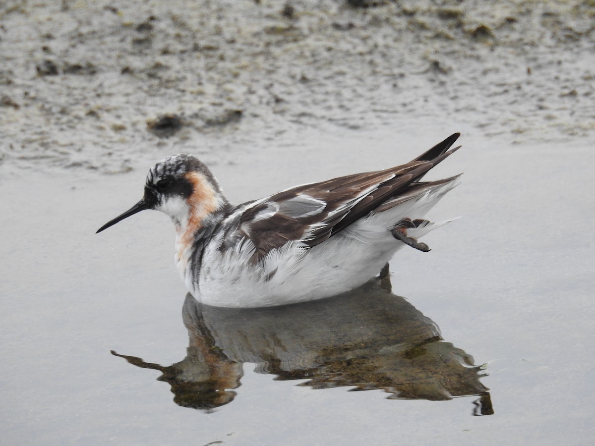 Denizdüdükçünü - ML644326651