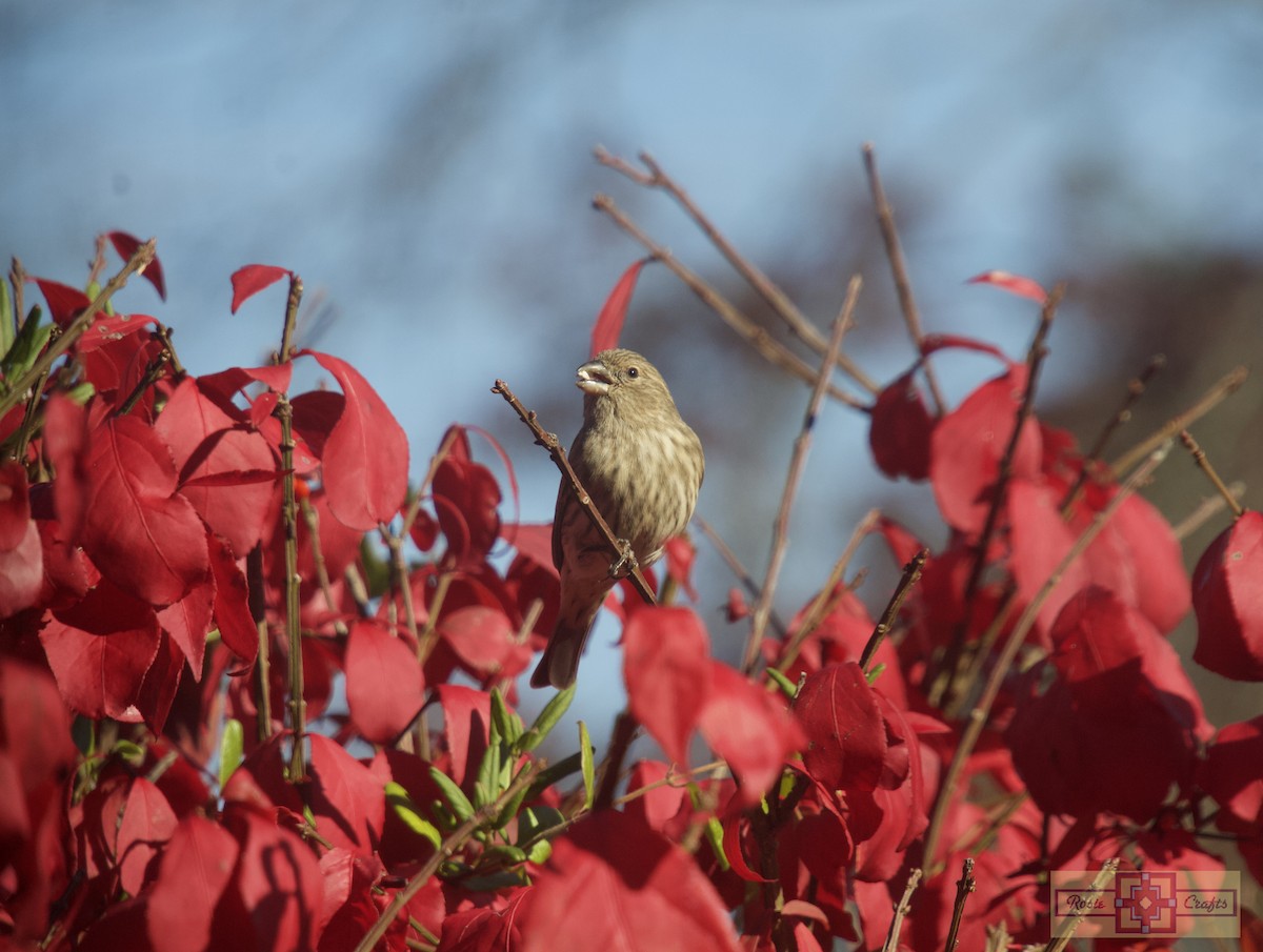 Camachuelo Mexicano - ML644326652