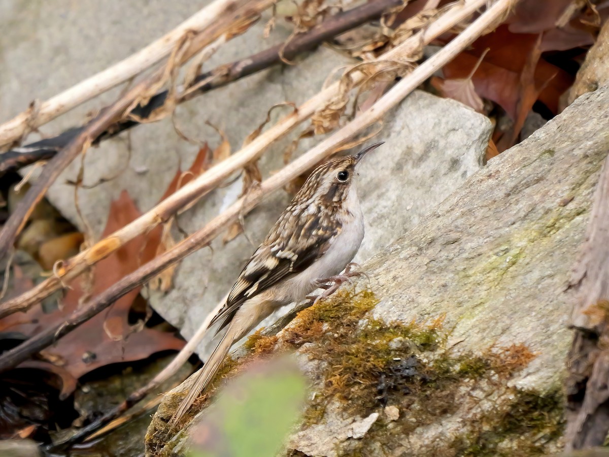 Brown Creeper - ML644326653