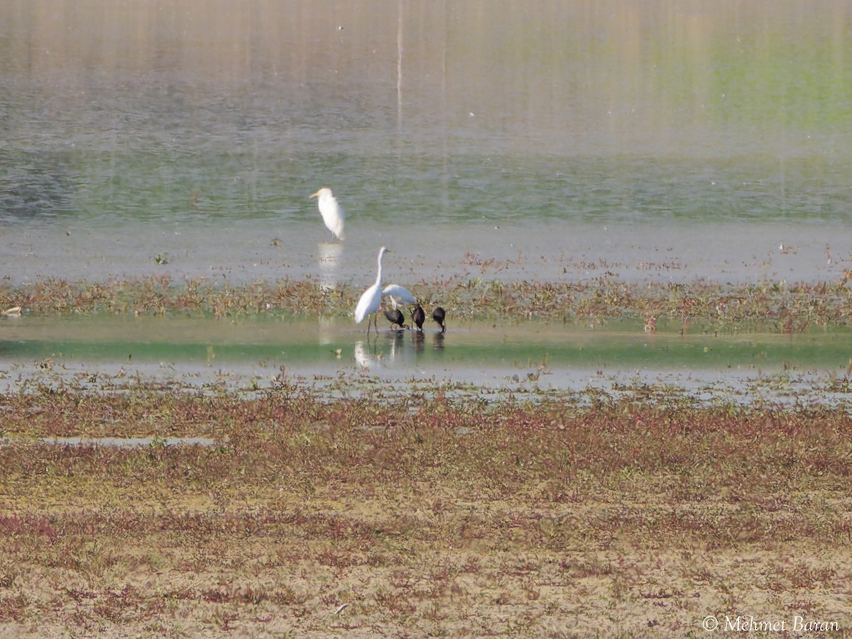 Ibis falcinelle - ML644326654