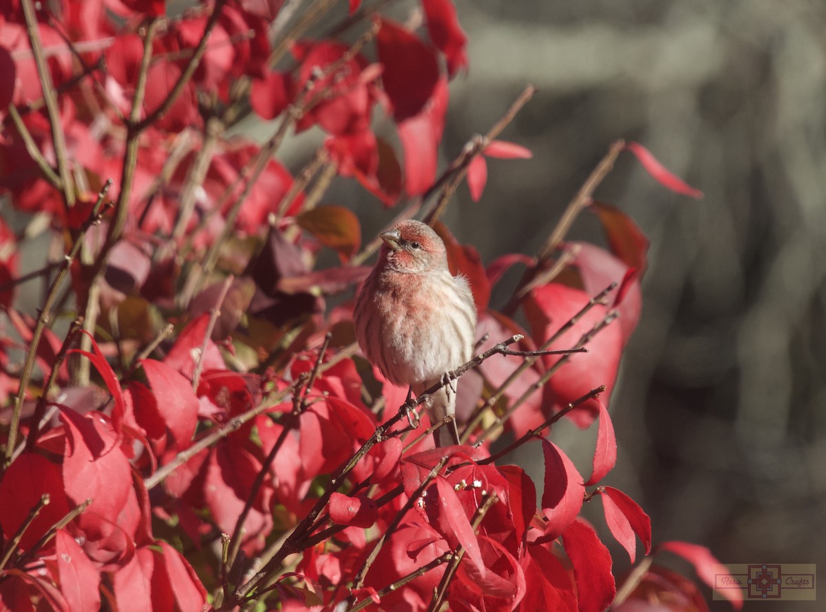 Camachuelo Mexicano - ML644326655