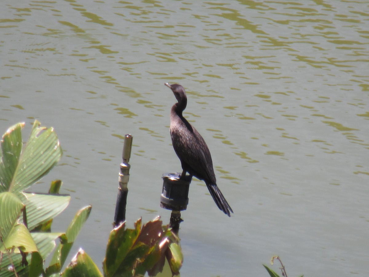 Neotropic Cormorant - ML644326656