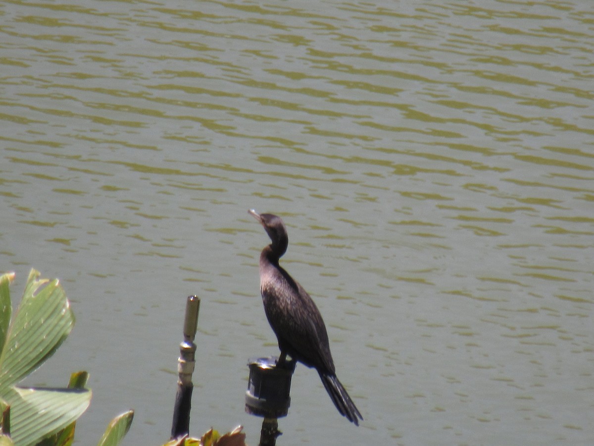 Neotropic Cormorant - ML644326657