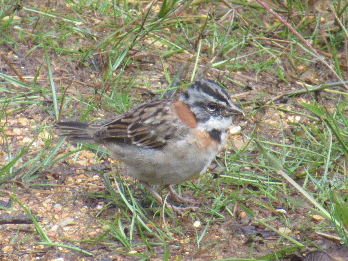 Rufous-collared Sparrow - ML644326659