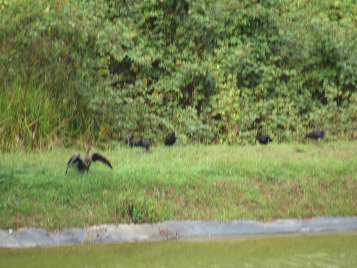 Bare-faced Ibis - ML644326661