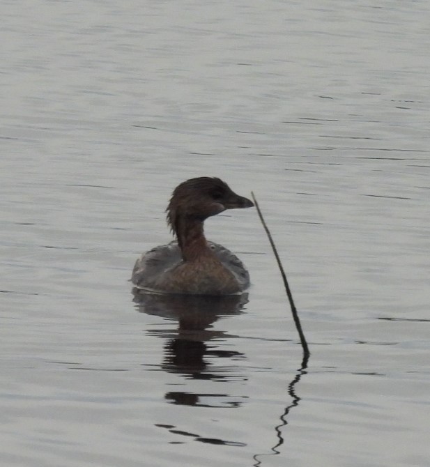 Pied-billed Grebe - ML644326662