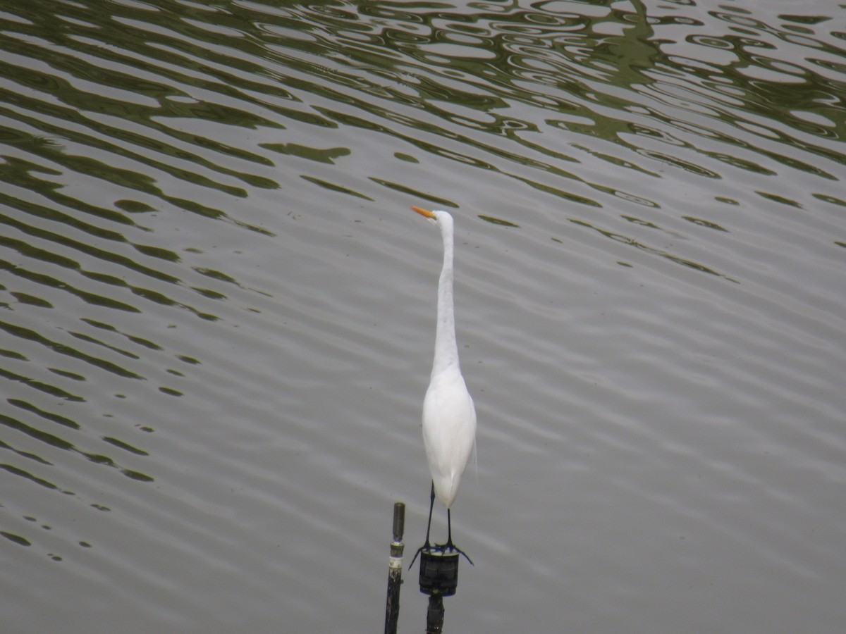 Grande Aigrette - ML644326663