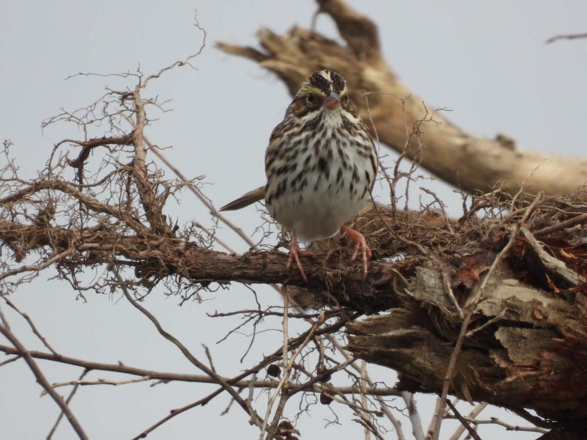 Пасовник савановий - ML644326664
