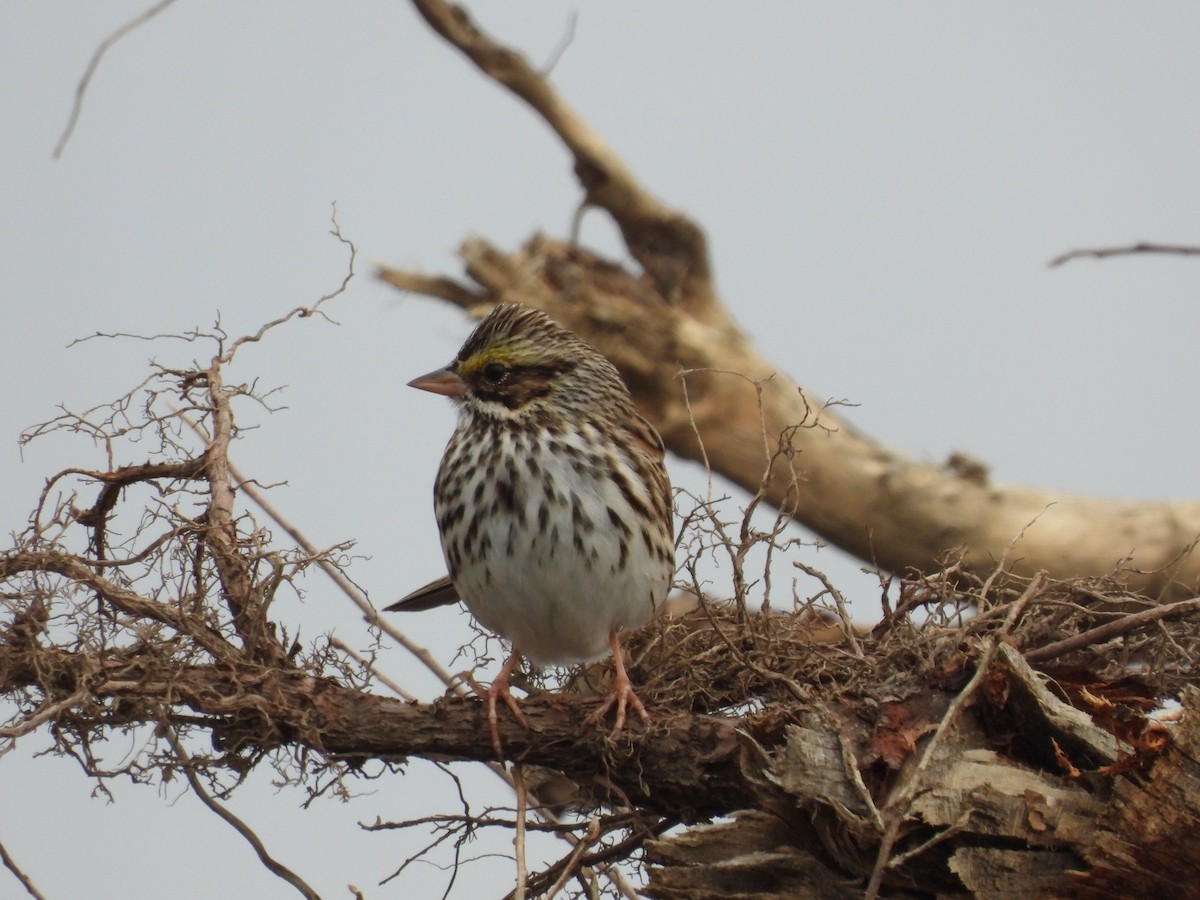 Пасовник савановий - ML644326665