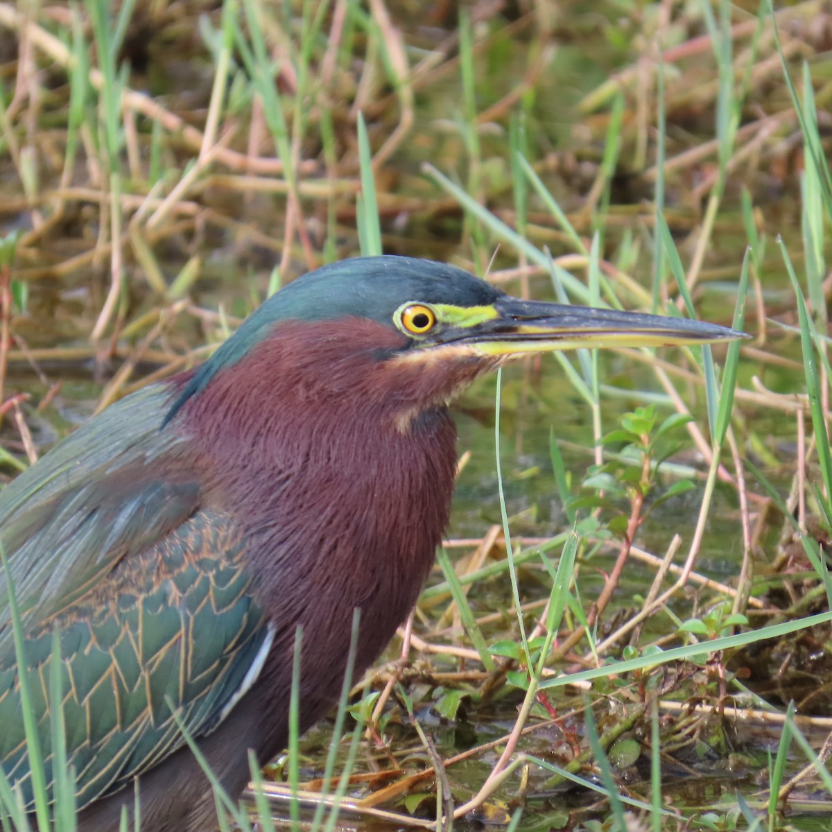 Héron vert - ML644326668