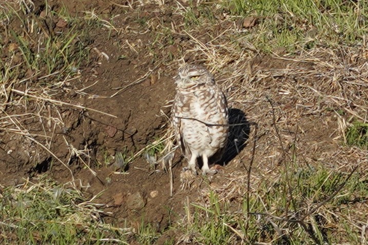 Yer Kukumavı - ML644326669