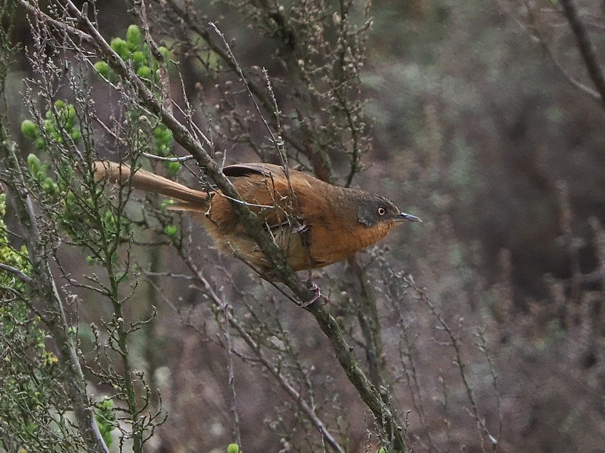 Cryptille de Victorin - ML644326670