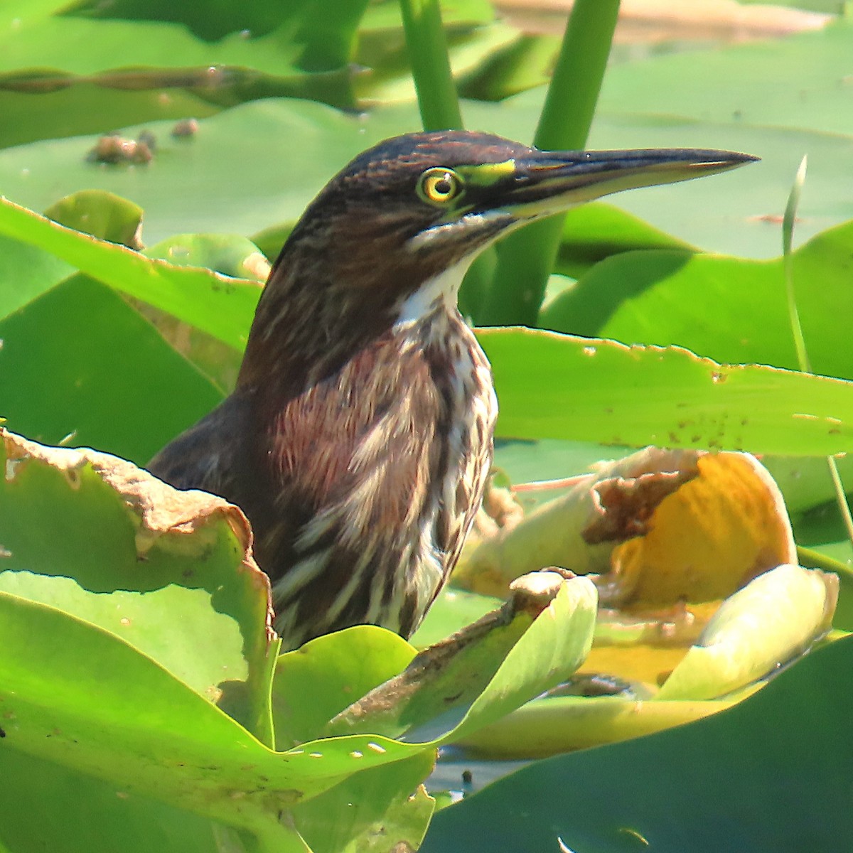 Héron vert - ML644326671