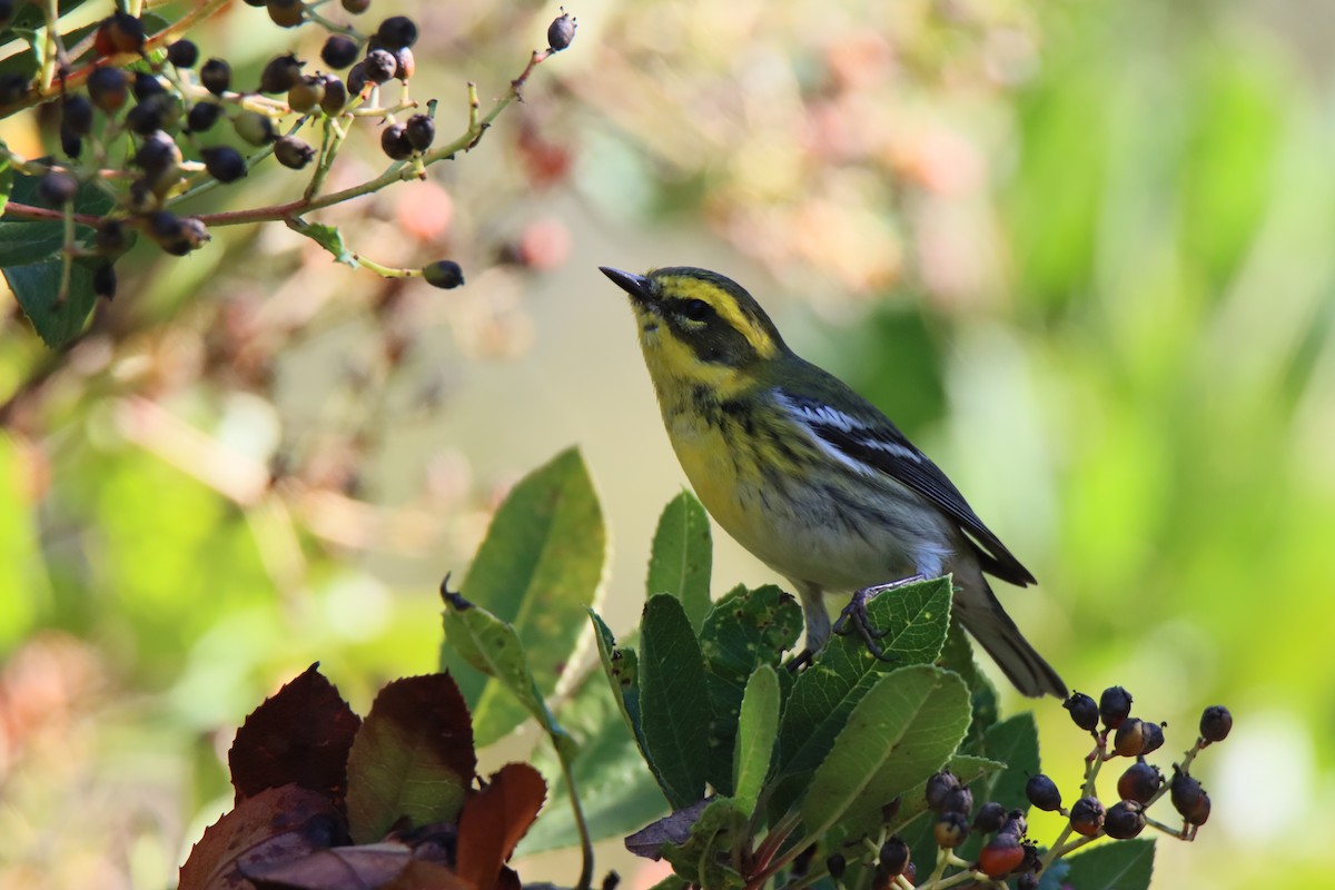 Townsend Ötleğeni - ML644326674