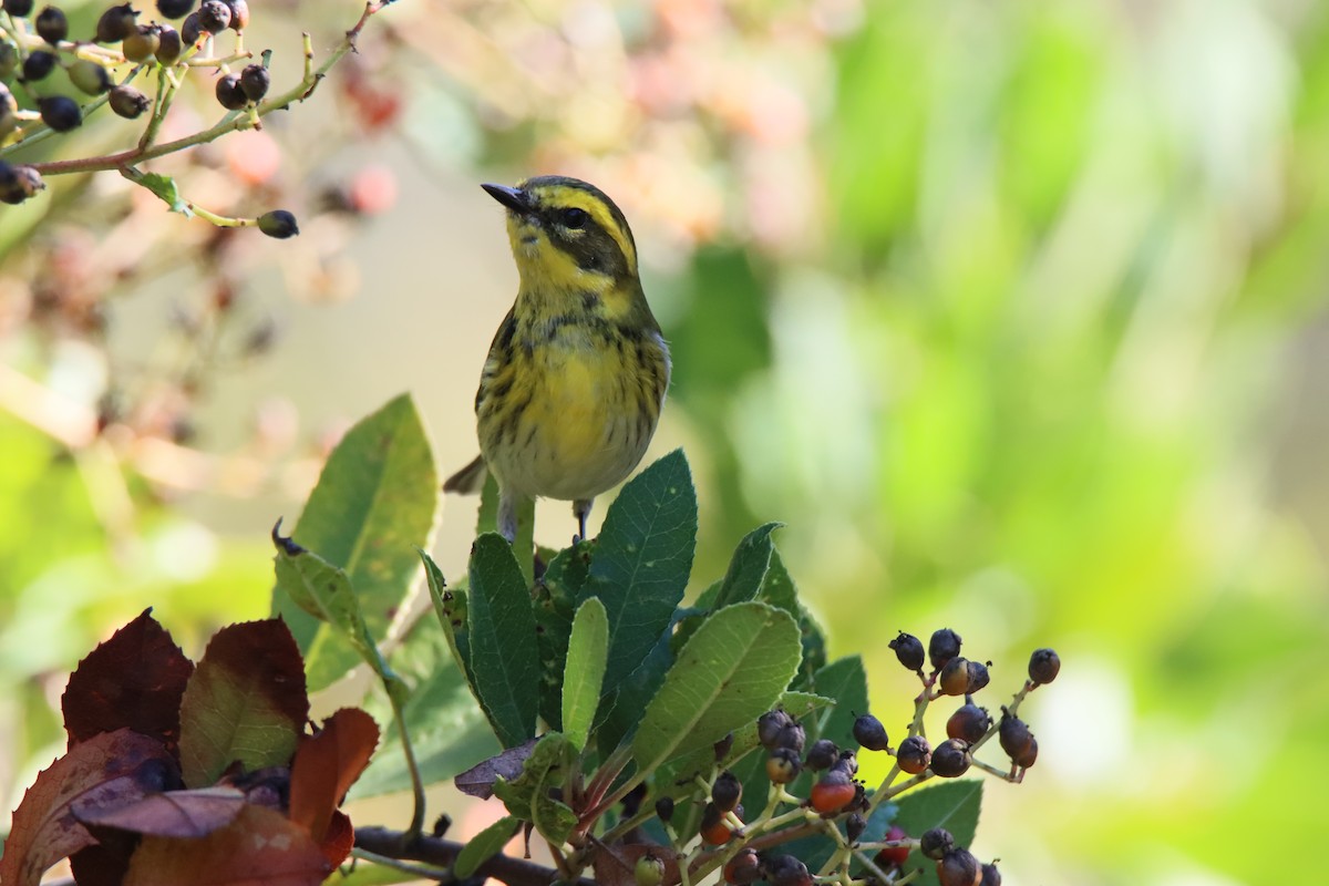 Townsend Ötleğeni - ML644326675