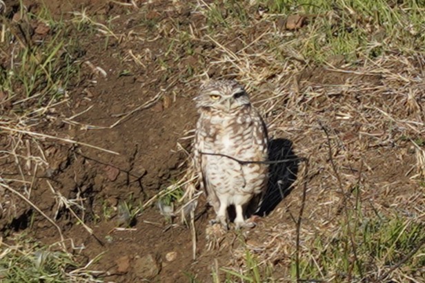 Yer Kukumavı - ML644326677