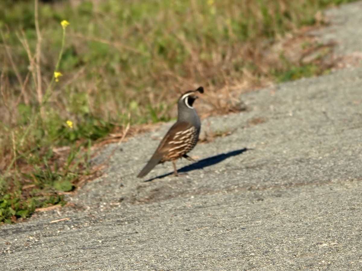 Kaliforniya Kolini - ML644326679