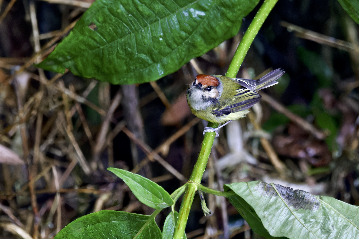 Todirostre bariolé - ML644326681