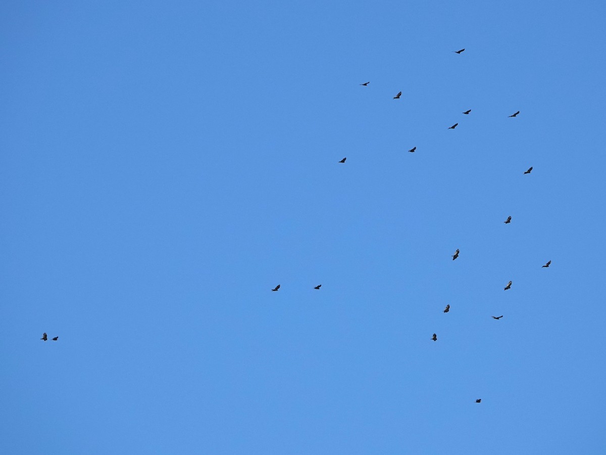 Hindi Akbabası - ML644326682