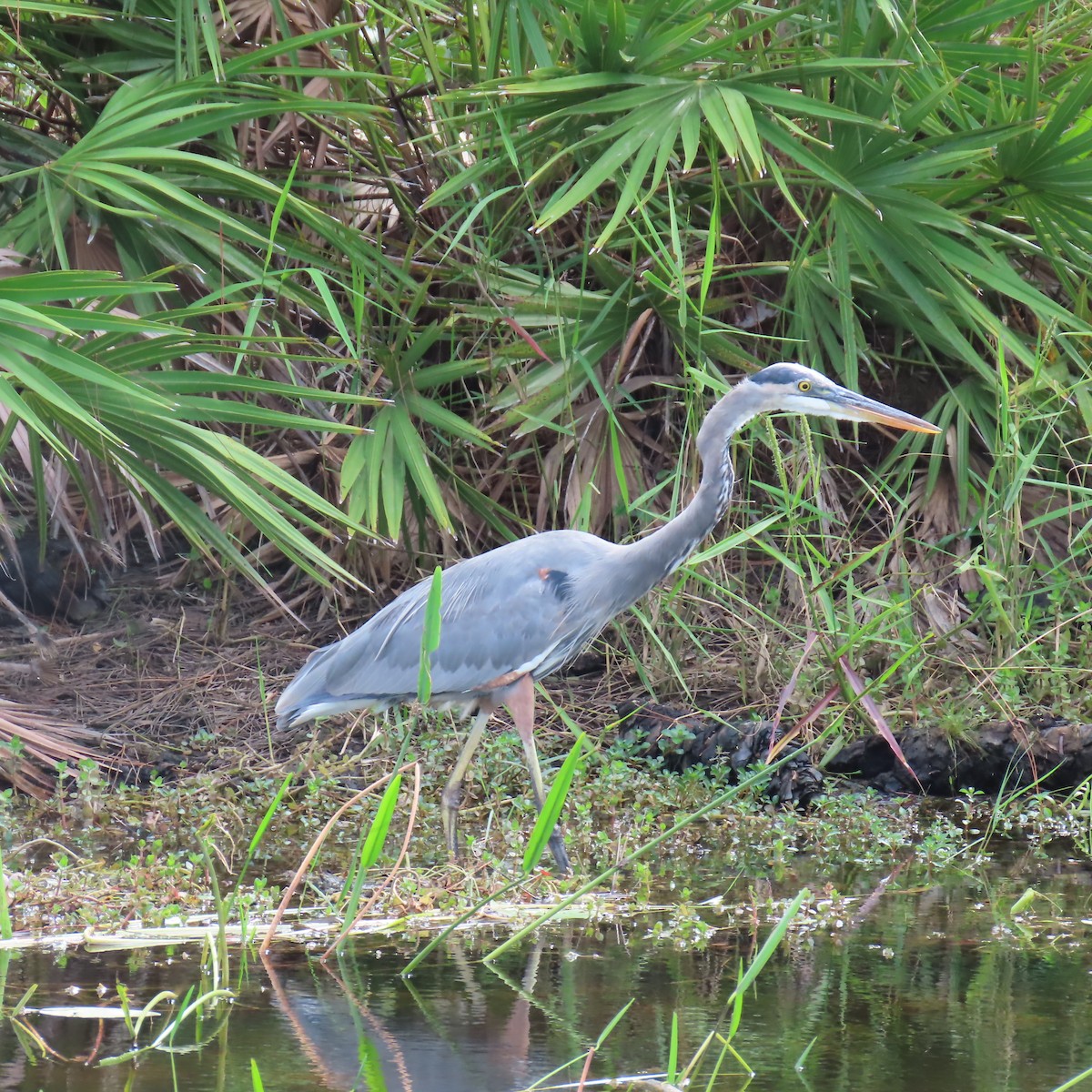 Grand Héron - ML644326683