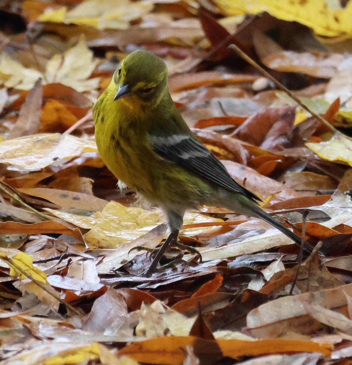 Paruline des pins - ML644326684