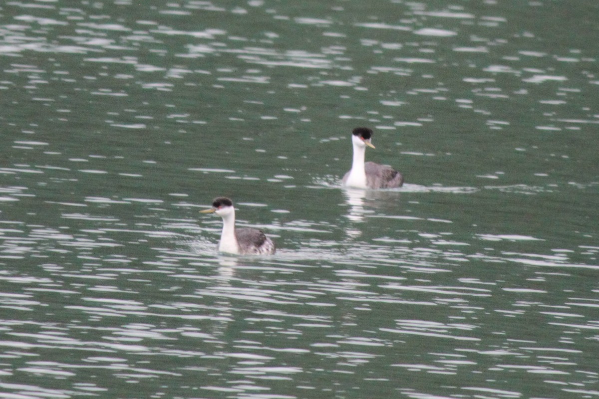 Grèbe élégant - ML644326685