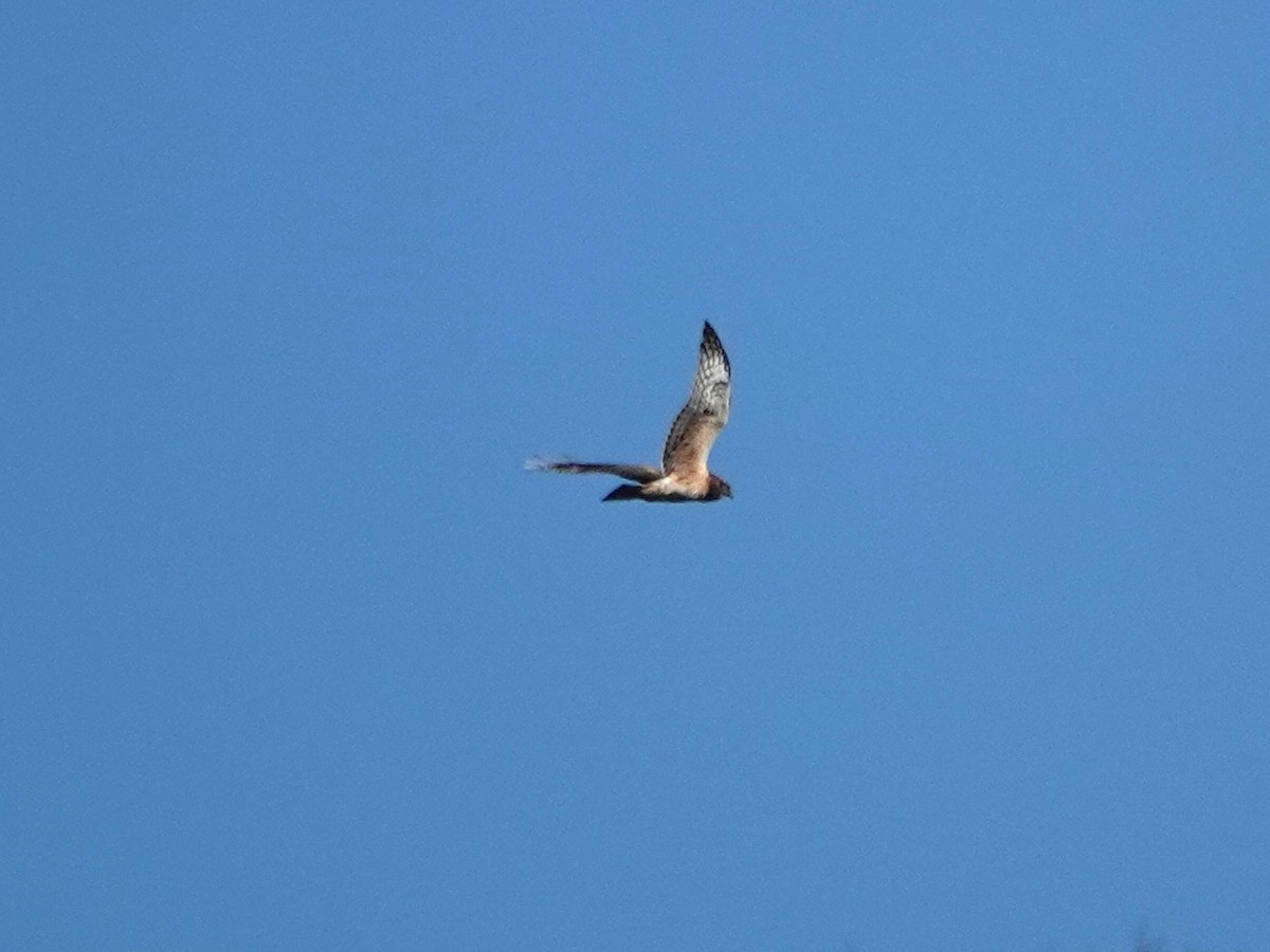 Amerika Delicesi - ML644326686