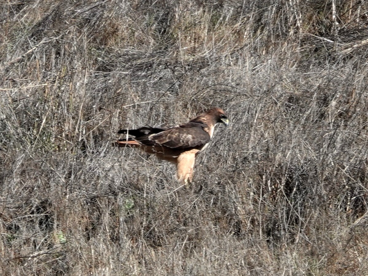 Kızıl Kuyruklu Şahin - ML644326687