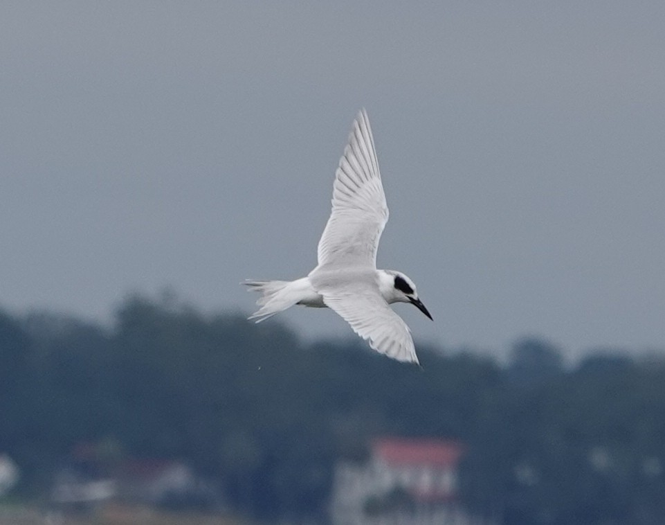 Sterne de Forster - ML644326689