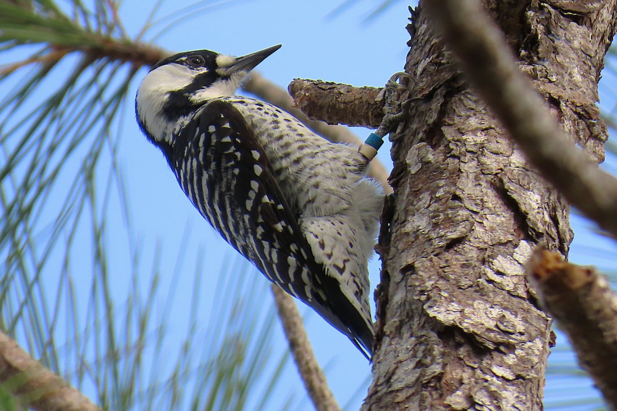 Pic à face blanche - ML644326690