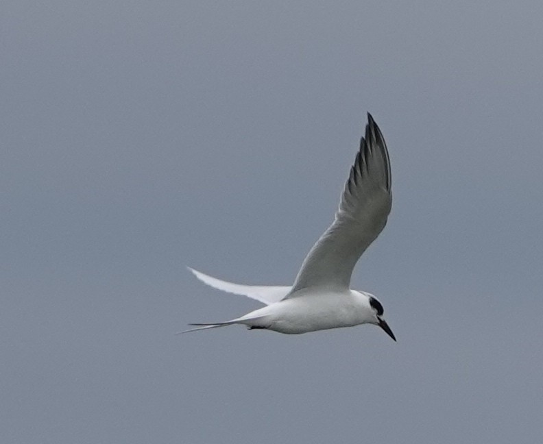 Sterne de Forster - ML644326691