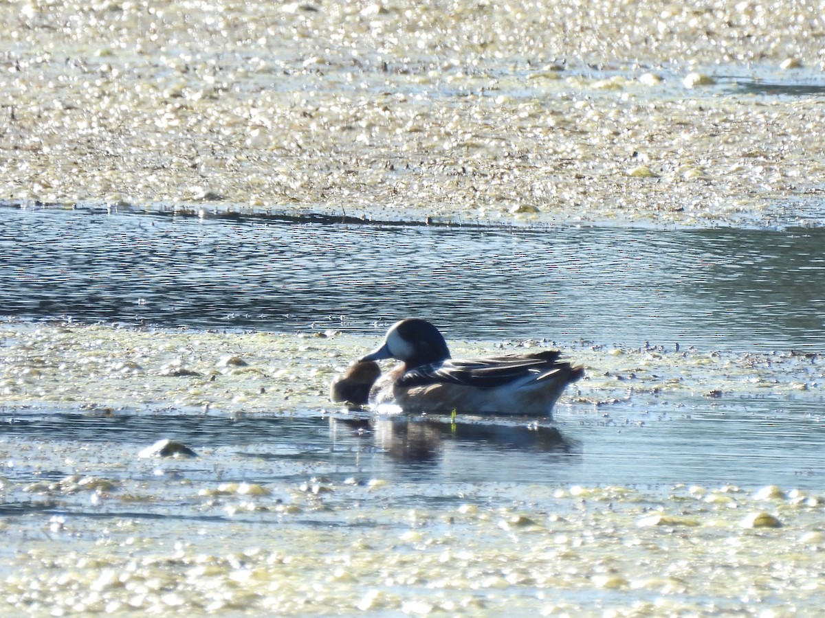 Canard de Chiloé - ML644326692
