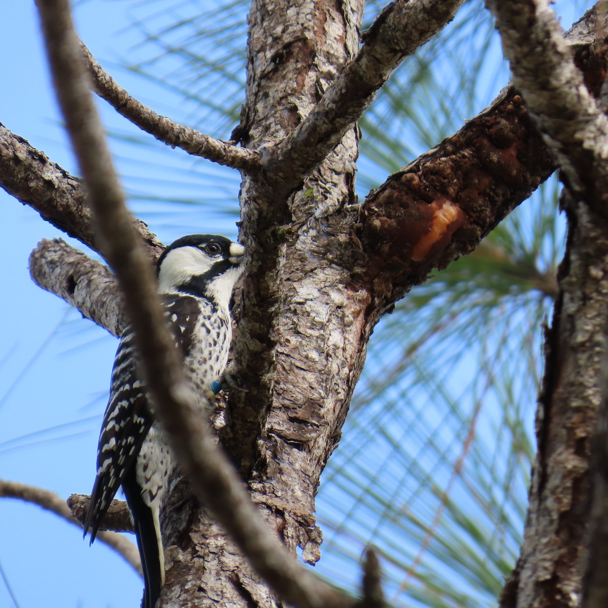 Pic à face blanche - ML644326693