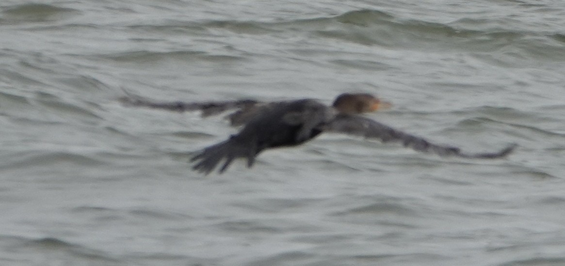 Cormoran à aigrettes - ML644326696