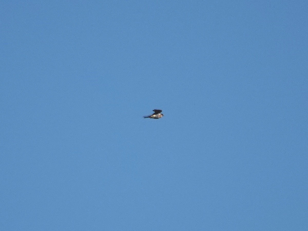 Ala Kerkenez - ML644326697