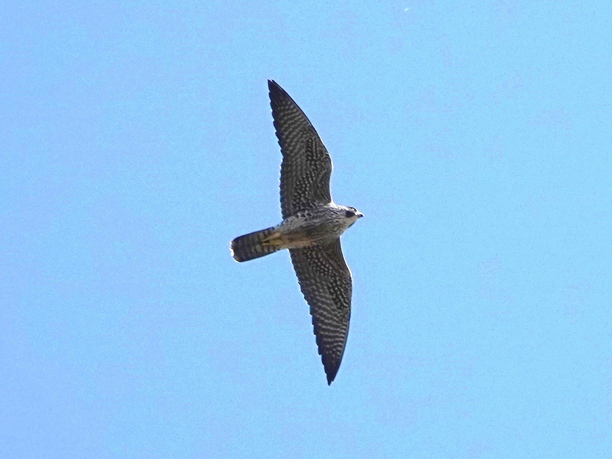 Gökdoğan - ML644326703