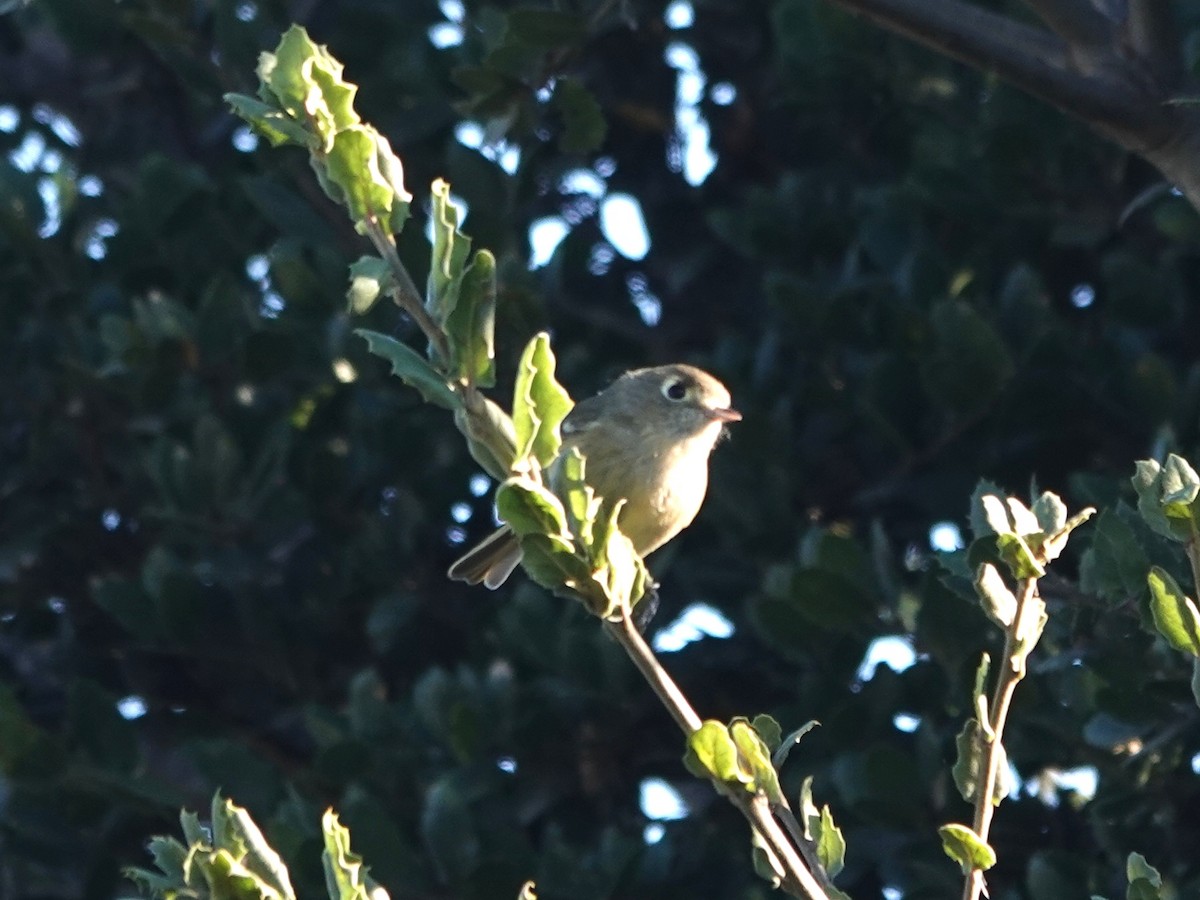 Hutton Vireosu - ML644326708