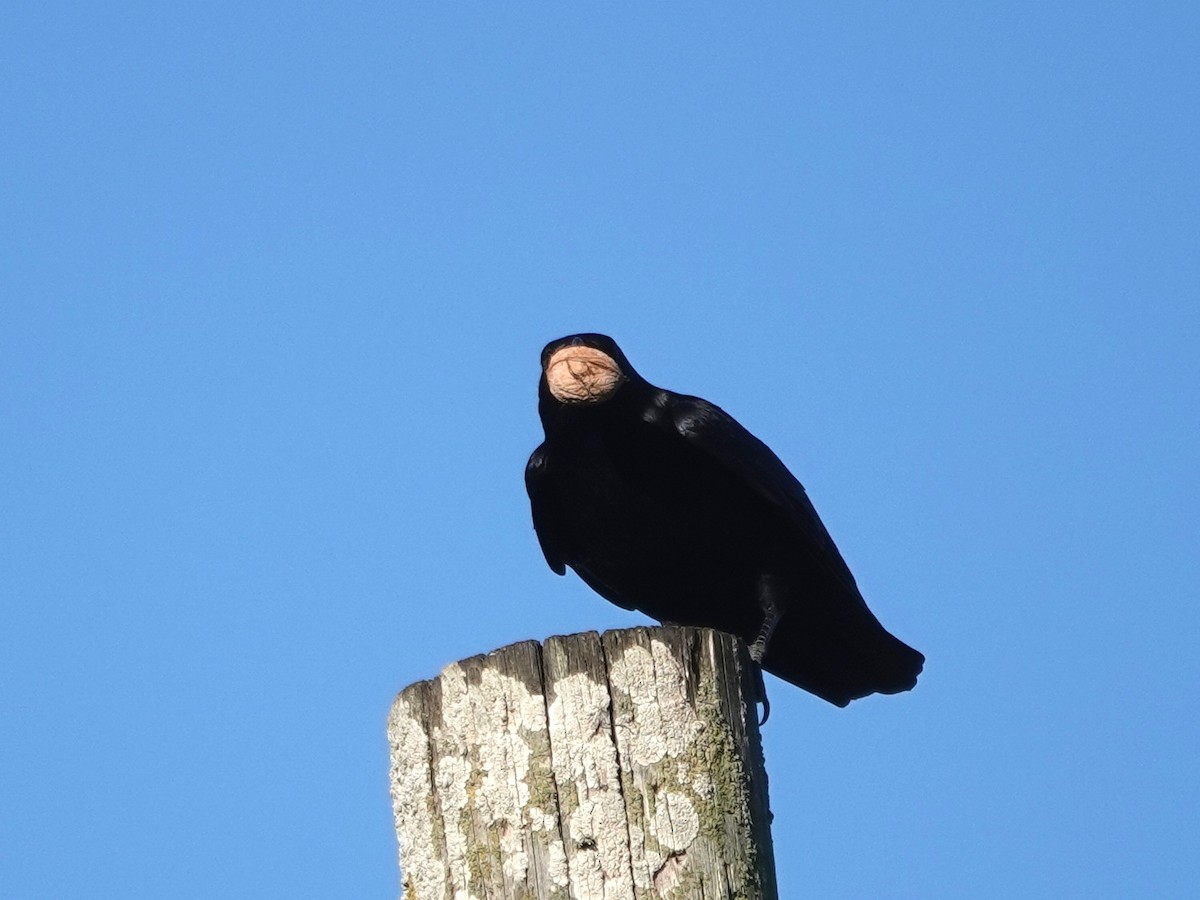 Amerika Kargası - ML644326713