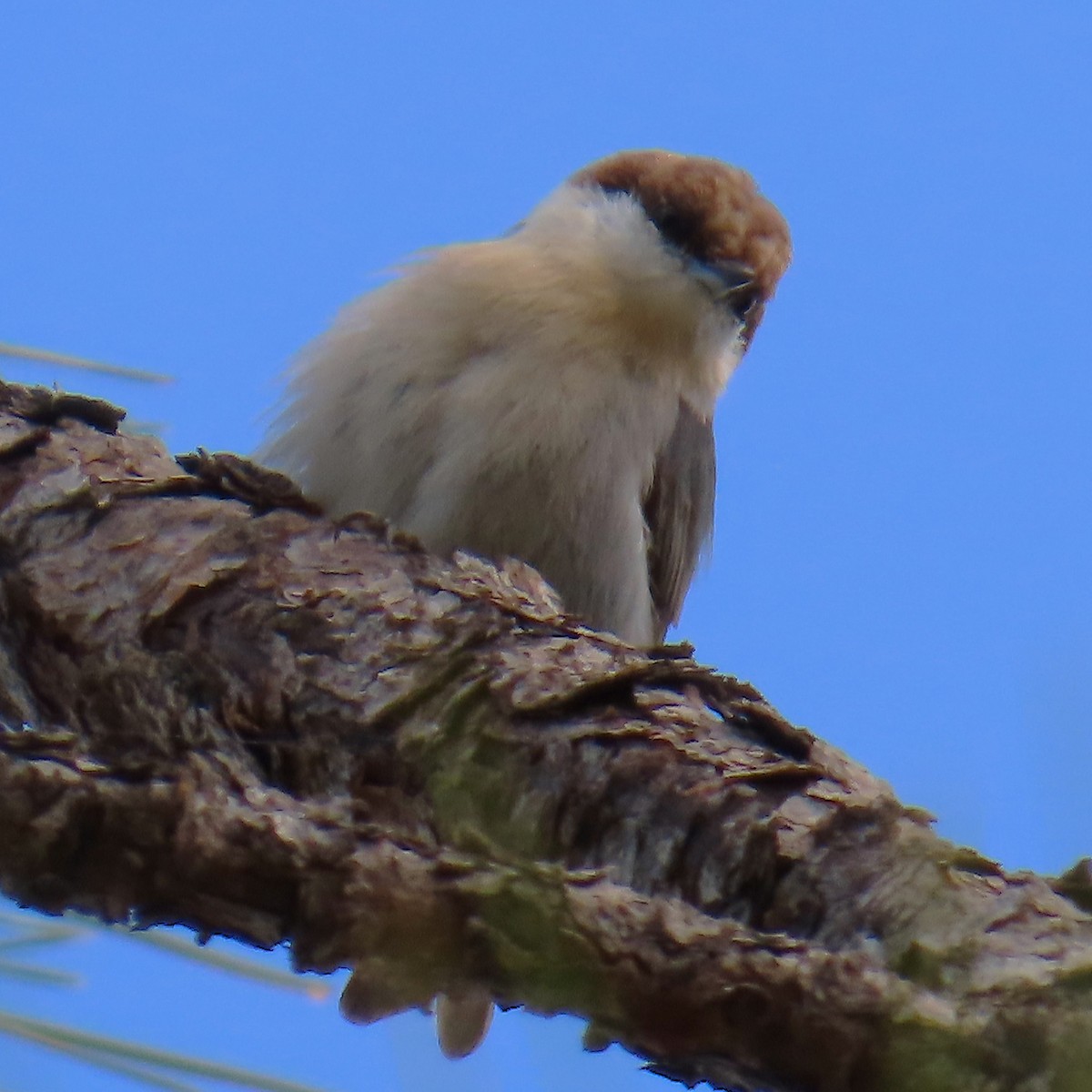 brhlík hnědohlavý - ML644326716