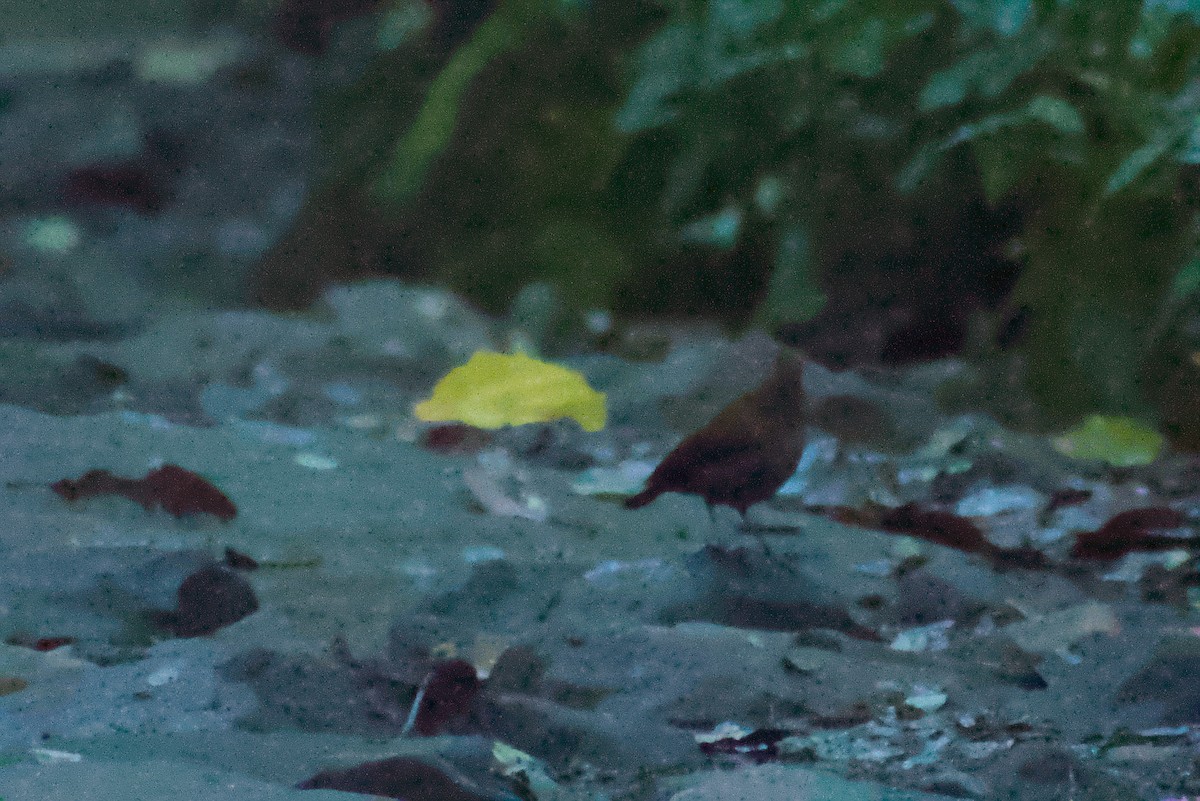 Ruiseñor de Java - ML644326721